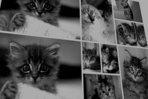 dummy images 300x200 - dummy-images