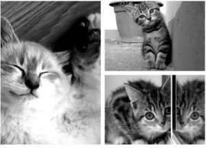 dummyimages2 300x216 - dummyimages2